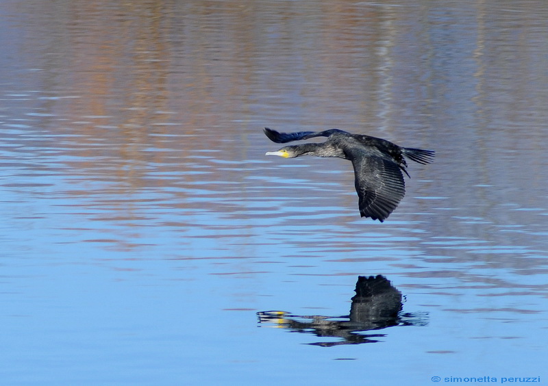 Cormorani - Phalacrocorax carbo